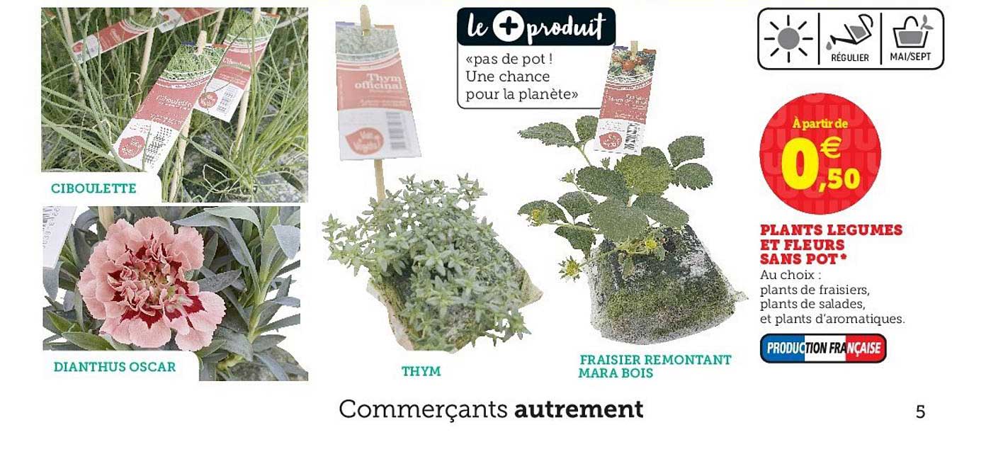 plants légumes et fleurs sans pot