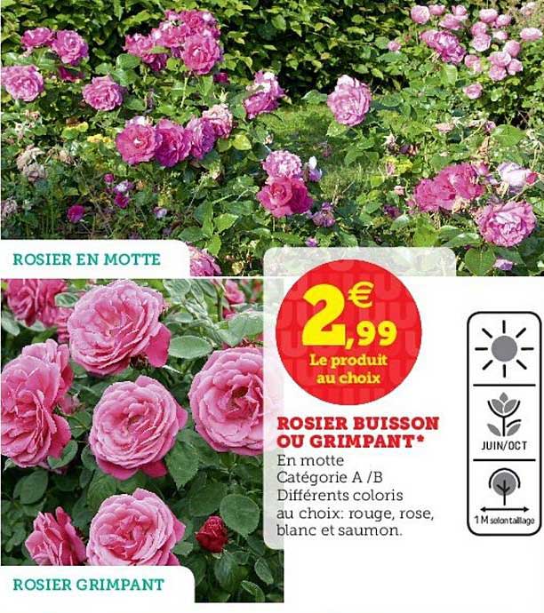 rosier buisson ou grimpant