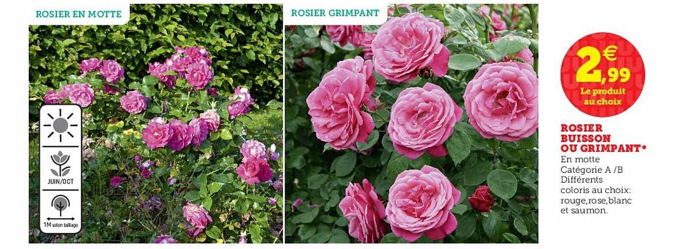 rosier buisson ou grimpant