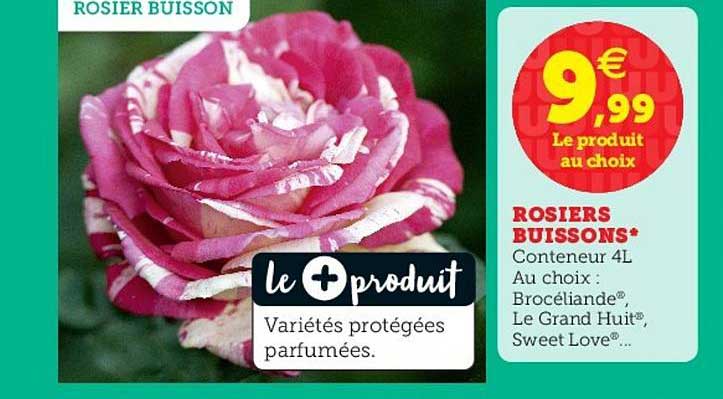 rosiers buissons