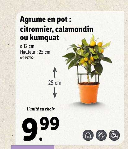 Agrume En Pot : Citronnier, Calamondin Ou Kumquat