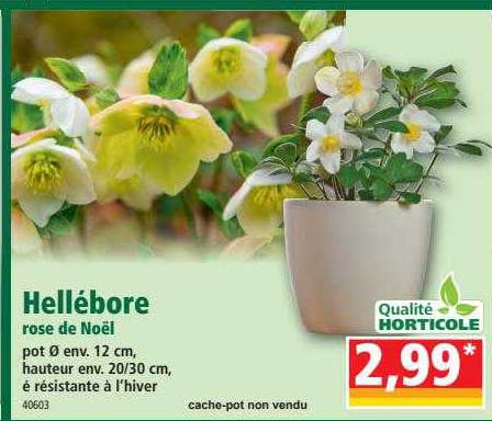 hellébore rose de noël