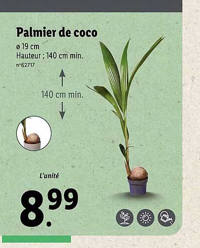 Palmier De Coco