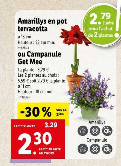 amarillys en pot terracotta ou campanule get mee