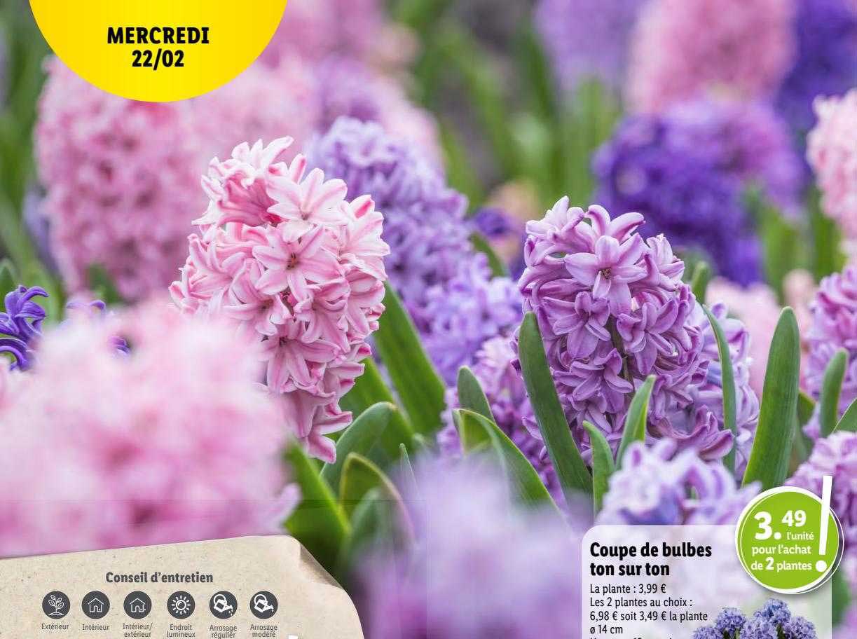 coupe de bulbes ton sur ton