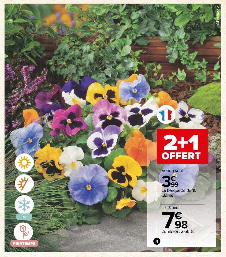 la barquette de 10 plants