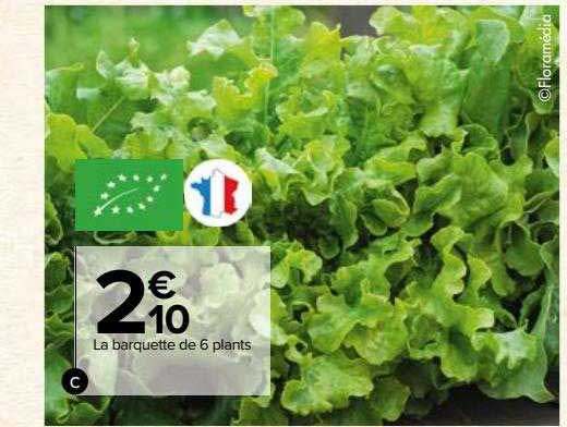 la barquette de 6 plants