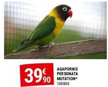 agapornis personata mutation