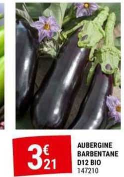 Aubergine Barbentane D12 Bio