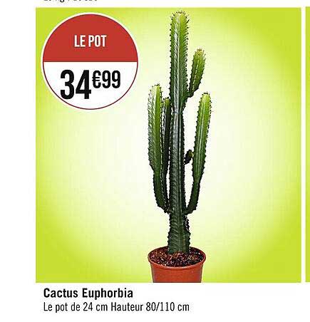 Cactus Euphorbia