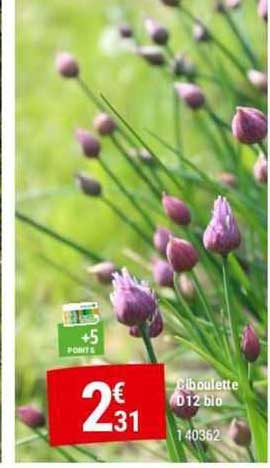 ciboulette d12 bio