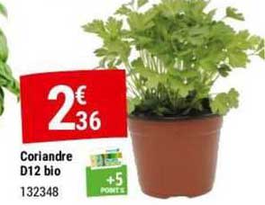 coriandre d12 bio
