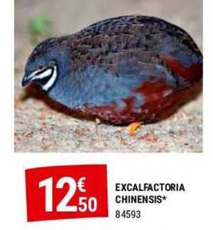 excalfactoria chinensis