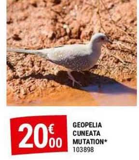 geopelia cuneata mutation