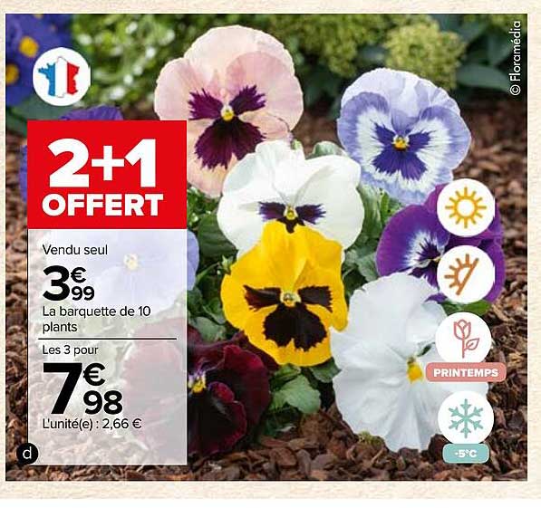 la barquette de 10 plants