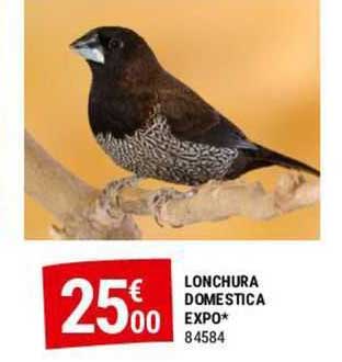 Loncura Domestica Expo