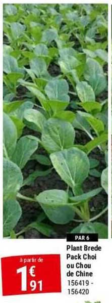 plant brede pack choi ou chou de chine