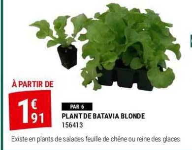 plant de batavia blonde