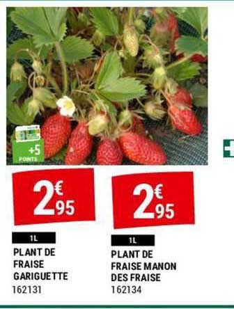 plant de fraise gariguette plant de fraise manon des fraise