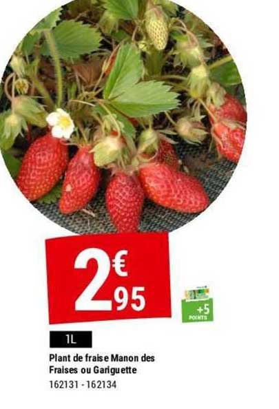 plant de fraise manon des fraises ou gariguette