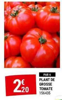 plant de grosse tomate