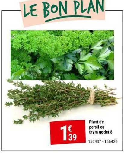 plant de persil ou thym godet 8