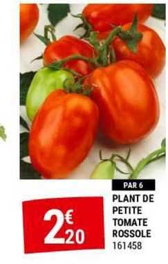 plant de petite tomate rossole