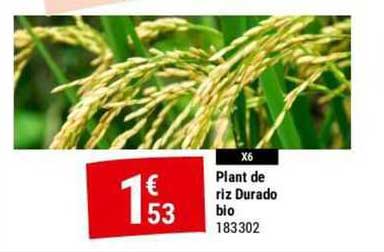 plant de riz durado bio