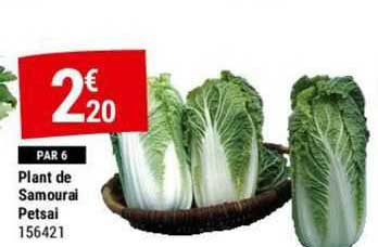 plant de samourai petsai