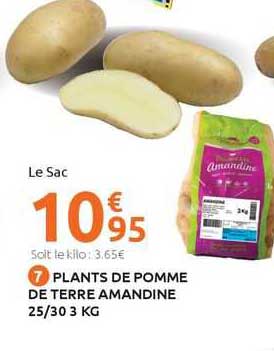 plants de pomme de terre amandine 25/30 3 kg