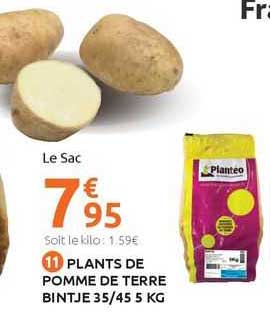 plants de pomme de terre bintje 35/45 5 kg