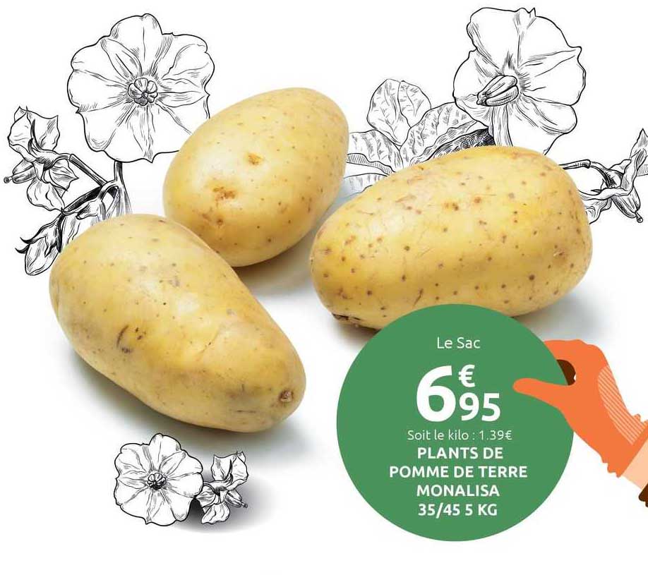 plants de pomme de terre monalisa 35/45 5 kg