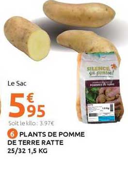 plants de pomme de terre ratte 25/32 1,5 kg