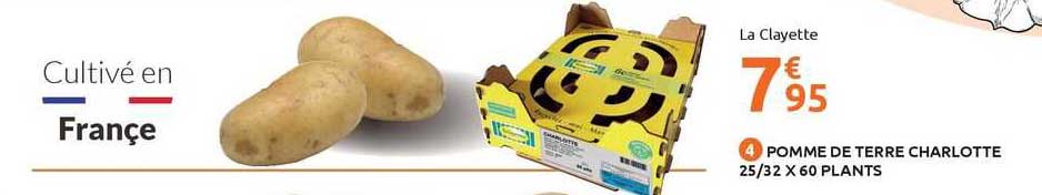 pomme de terre charlotte 25/32 x 60 plants