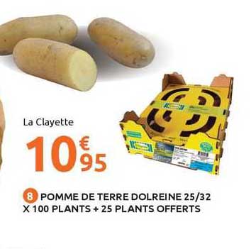 pomme de terre dolreine 25/32 x 100 plants + 25 plants offerts