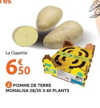 pomme de terre monalisa 28/35 x 60 plants