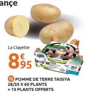 pomme de terre taisiya 28/35 x 60 plants + 10 plants offerts