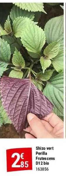 shizo vert perilla frutescens d12 bio