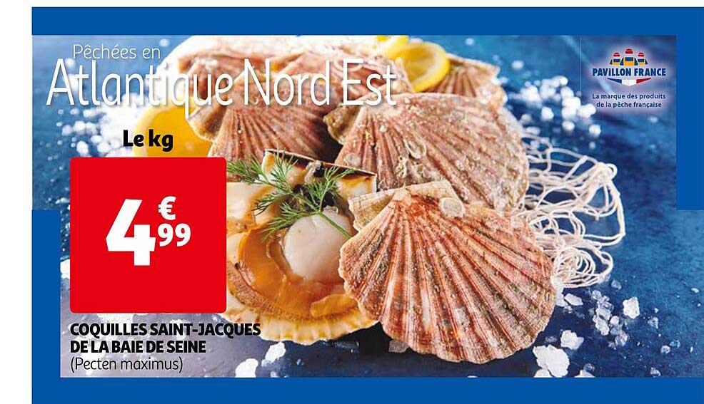 Coquilles Saint-jacques De La Baie De Seine