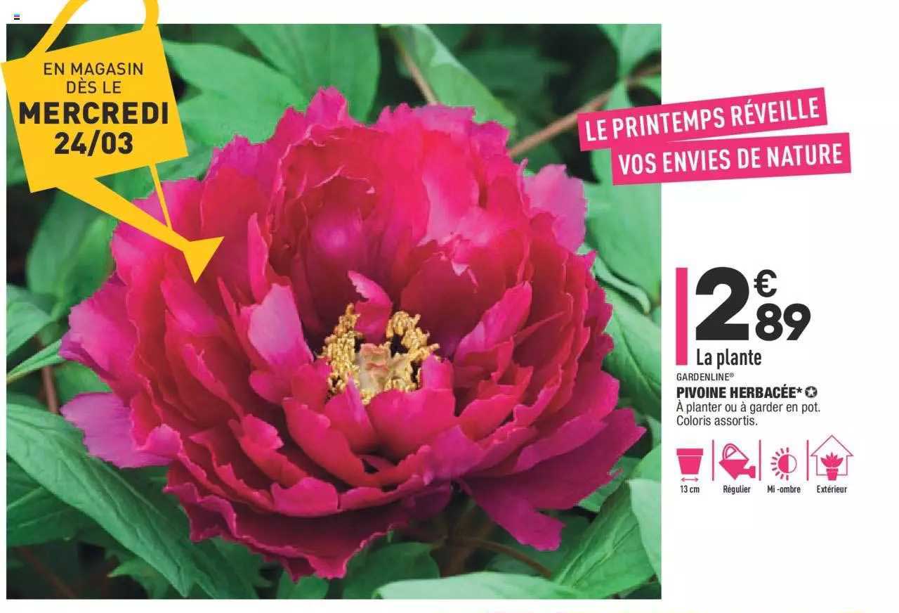 pivoine herbacée gardenline