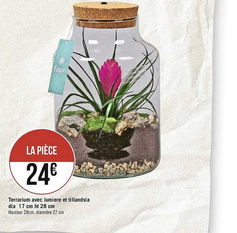 terrarium avec lumière et tillandsia
