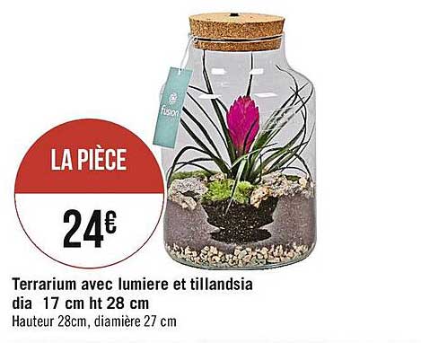 terrarium avec lumière et tillandsia dia 17 cm ht 28 cm