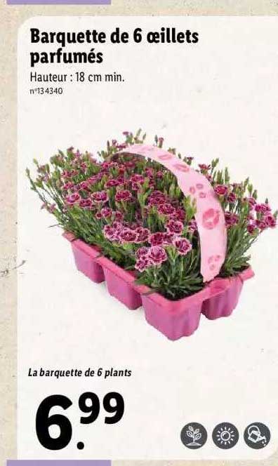 Barquette De 6 œillets Parfumés