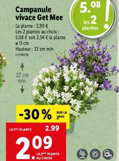 campanule vivace get mee