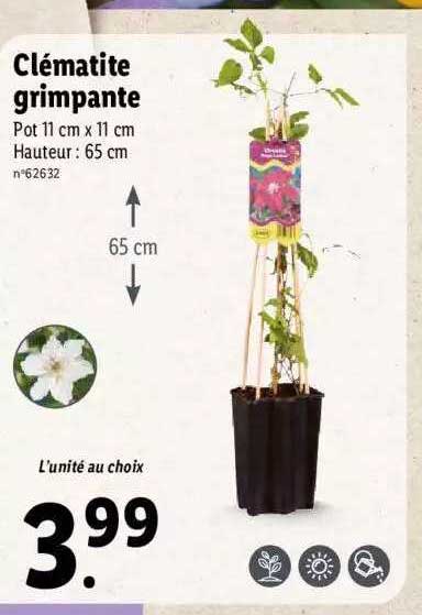 clématite grimpante