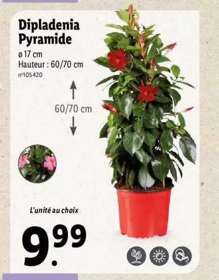 Dipladenia Pyramide