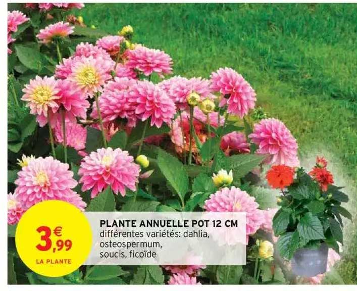 plante annuelle pot 12 cm