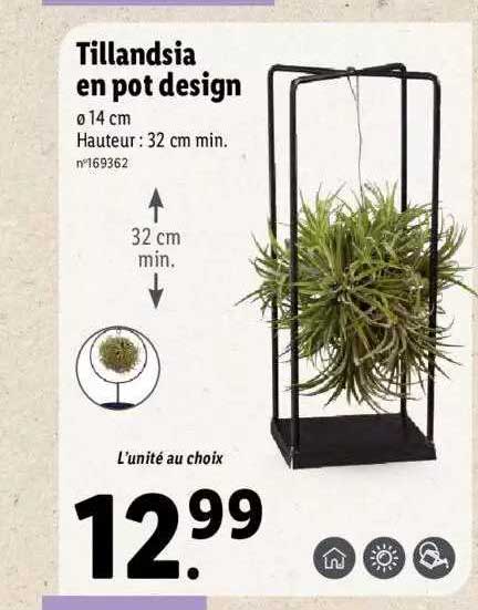 Tillandsia En Pot Design