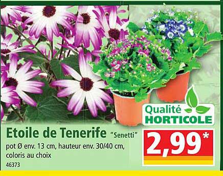 étoile de tenerife "senetti"