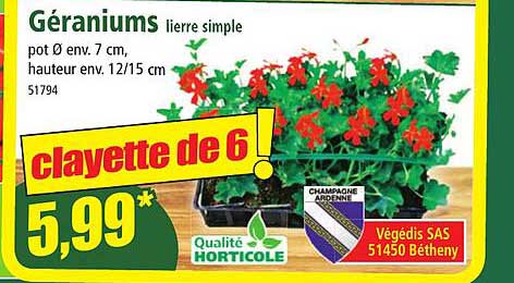 Géraniums Lierre Simple